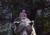 The Jungle Book – April 15th 2016 – Review