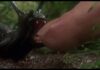 The worst killer animal movies ever!