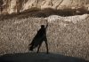 Dune Part Two – TRAILER
