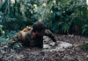 Jungle – REVIEW