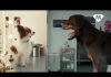 Show Dogs controversy – the dog’s bollocks…….