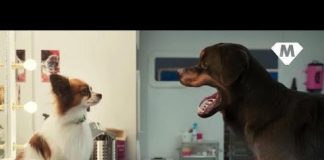 Show Dogs controversy – the dog’s bollocks…….