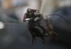 Ant Man and the Wasp – REVIEW