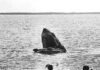 The story behind the shot – Jaws