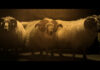 Lamb – REVIEW