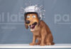 Will Ferrell & Jamie Foxx Strays film….