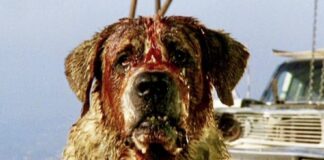 Cujo remake news Cujo remake - return of the rabid dog!