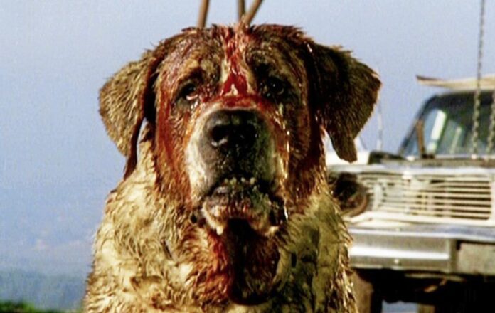 Cujo remake - return of the rabid dog!