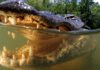 Monster alligator movie from the the makers of ‘Fall’