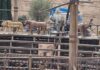 Gladiator 2 accident…..