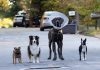 How they got those Strays stunts done…. Strays stunts - How they got those dogs to perform