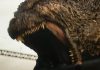 Godzilla Minus One – TRAILER