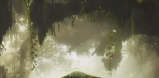 The Mandalorian and Grogu – TRAILER Mandalorian and Grogu trailer - the Force is definitely with them
