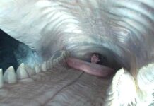 How they filmed inside the Whalefall whale….. Whalefall whale..... Here's how they filmed inside its stomach